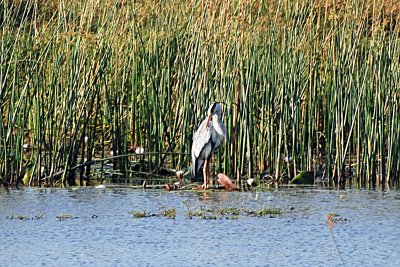 Grey Heron.jpg