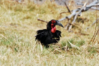 Ground hornbill.jpg