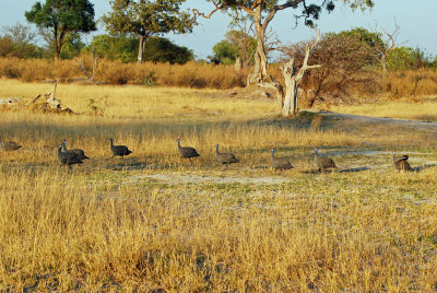 Guinea fowl2.jpg