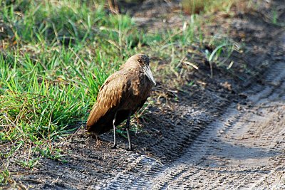 Hammerkop.jpg