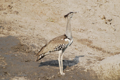 Kori Bustard.jpg