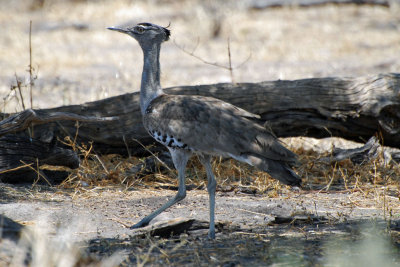 Kori Bustard2.jpg