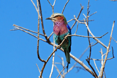 Lilac breasted roller3.jpg