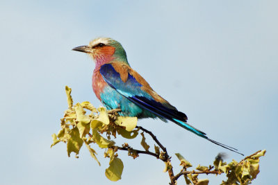 Lilac breasted roller4.jpg