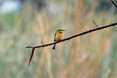 Little bee eater.jpg