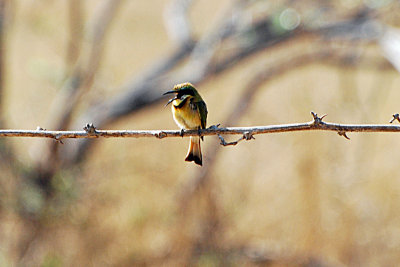 Little bee eater2.jpg