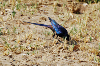 Long tailed starling.jpg
