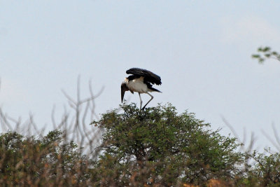 Marabou Stork.jpg