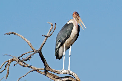 Marabou Stork2.jpg