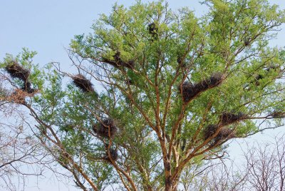 Nests of red billed sparrow weaver.jpg