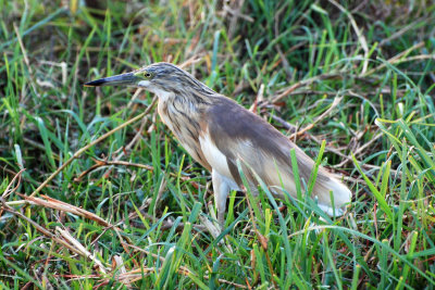 Night heron.jpg