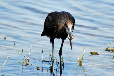 Open-billed stork with snail.jpg