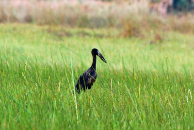 Open-billed stork.jpg