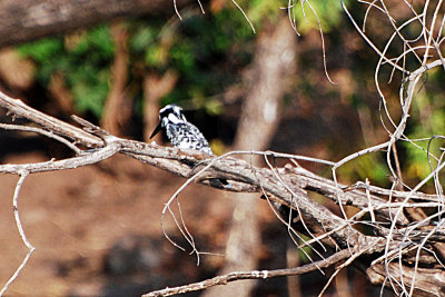 Pied kingfisher.jpg