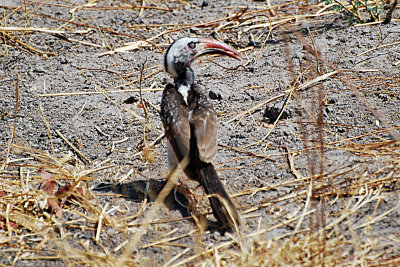 Red billed hornbill2.jpg