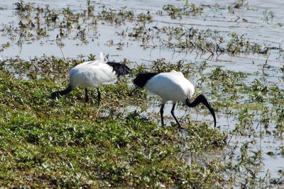 Sacred Ibis.jpg