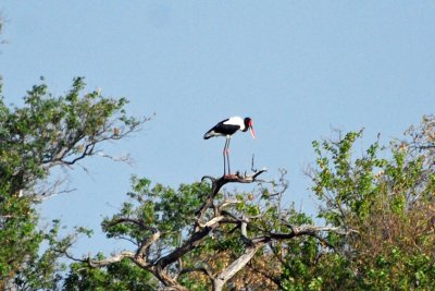 Saddle billed stork.jpg