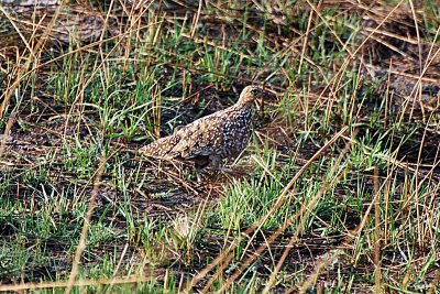 Sandgrouse.jpg