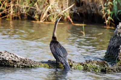 Snake Bird2.jpg