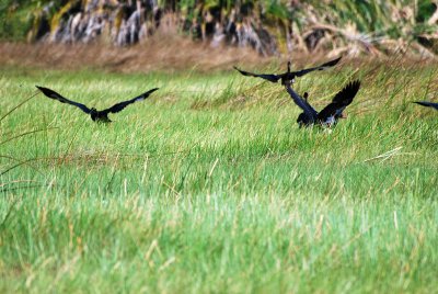 Spurwinged geese.jpg