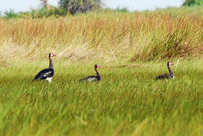 Spurwinged geese2.jpg