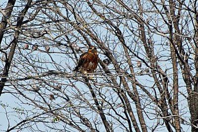 Tawny Eagle.jpg