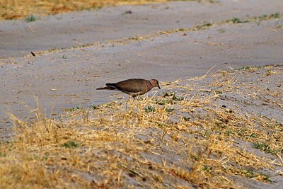 Turtle dove.jpg