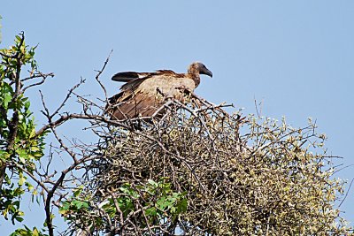 Vulture1.jpg