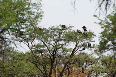 Vultures.jpg