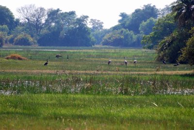 Waterbirds - Amarula Island.jpg