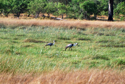 Wattled cranes.jpg