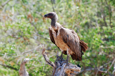 White backed vulture.jpg