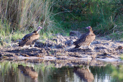 White backed vultures.jpg
