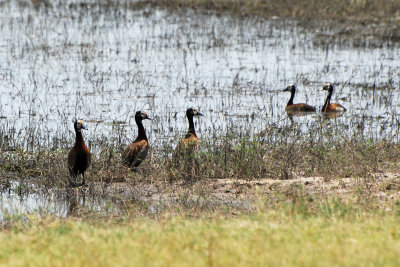 White faced ducks.jpg