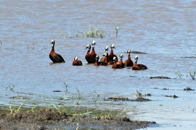 White faced ducks2.jpg