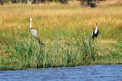 Wooly necked stork2.jpg