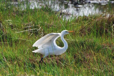Yellow billed egret2.jpg