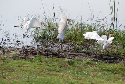 Yellow billed egrets.jpg