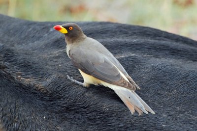 Yellow billed oxpecker.jpg