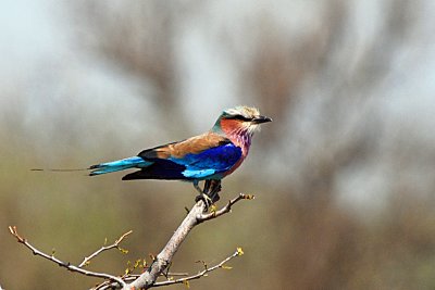lilac brested roller2.jpg