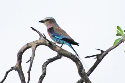 lilic breasted roller.jpg