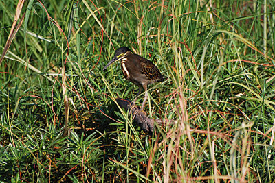 squacconheron2.jpg