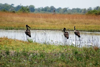 storks, egrets.jpg