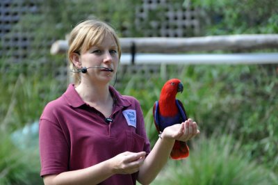 Healesville sanctury - Eclectus parrot.jpg