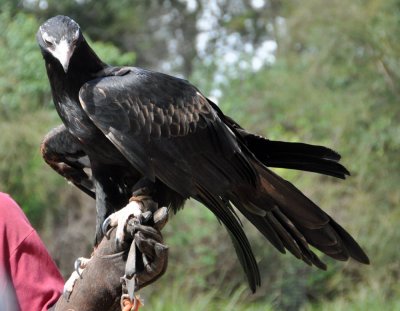 Healesville sanctury- wedge-tailed eagle.jpg