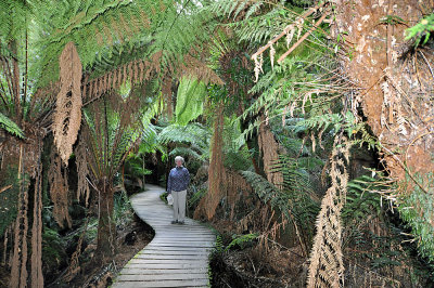 Maits Rest walk, Otway Rainforest, VIC.jpg