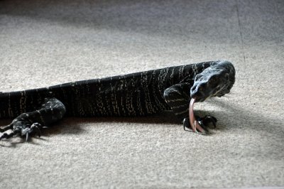 Reptile4.jpg