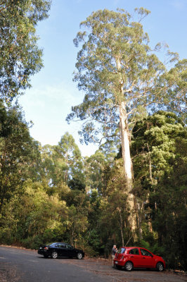 Giant Eucalyptus.jpg