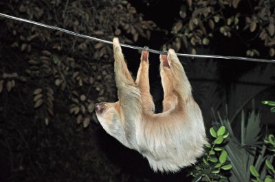 2T sloth, Cahuita.jpg