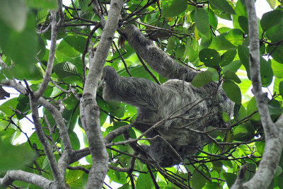 3T sloth, Cahuita.jpg